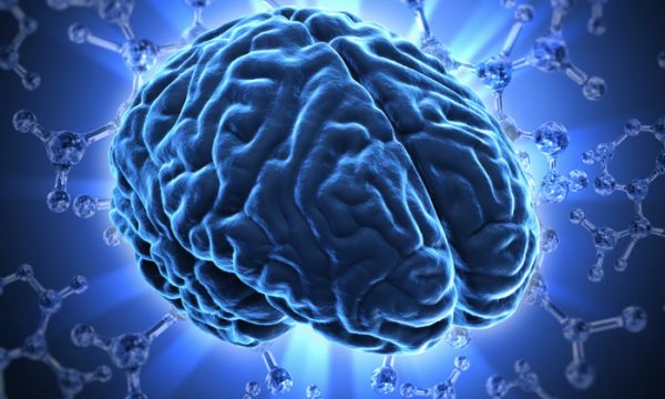 Možgani – organ, ki ga ni mogoče zamenjati