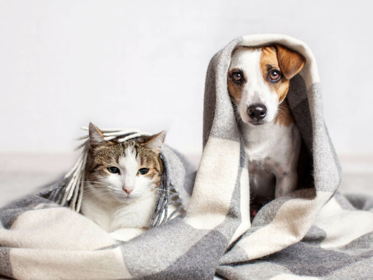 Vam mačke in psi v vaš dom prinašajo še kaj drugega kot veselje?