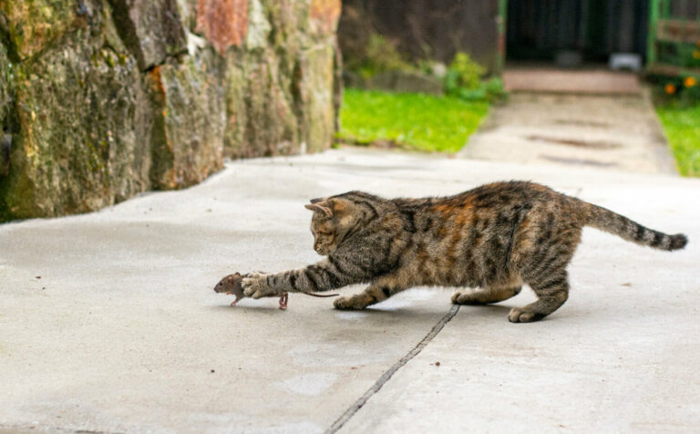 Notranji zajedavci pri mačkah: skrita nevarnost, ki jo lahko učinkovito obvladujemo